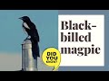 black-billed magpie facts 🦜American magpie facts 🦜 inhabits the western half of North America