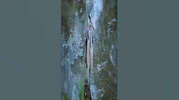 Heron Bird Sound Heron Bird Hunting Grey Heron Shorts 
