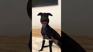 bee stung - Best funny animal video 2023 😹😹..Part 24  #short #lol #shortvideo #shorts