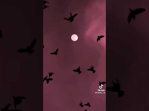 يلا شوت حبيبي اغاني     