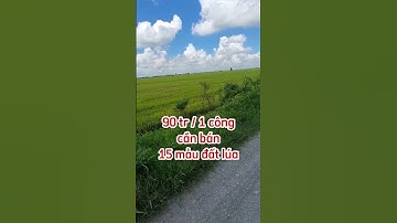 Bán 15 mẫu đất lúa giá rẻ ở mộc hóa,long an.Sđt 0979920397