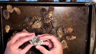 Bleached Pine Cones