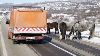 VOZAČI OPREZ!!! Divlji konji na cesti - ReUpload