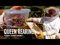 Mastering bee splits and queen rearing  the bush bee man