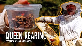 Mastering Bee Splits and Queen Rearing | The Bush Bee Man
