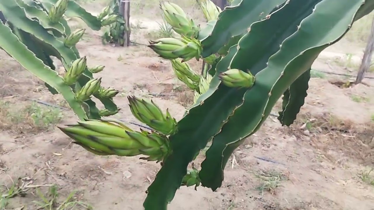 O resultado de todo investimento, é ter uma floração, dessa maneira 100,%.