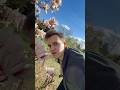 Цветок магнолии