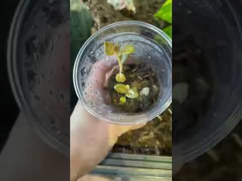 Crested Gecko Viv