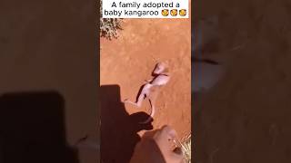 A family adopted a baby kangaroo #shorts Resimi