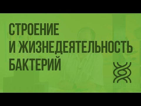 Строение и жизнедеятельность бактерий. Видеоурок по биологии 5 класс