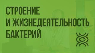 Строение и жизнедеятельность бактерий. Видеоурок по биологии 5 класс