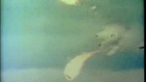 F-4 Phantom Shot Down By RC Airplane w/toy Rocket!!!!!!