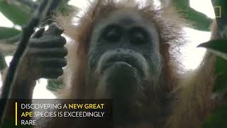 New Species of Orangutan Is Rarest Great Ape on Earth   Nat Geo Wild!UTubeAnimalTv!
