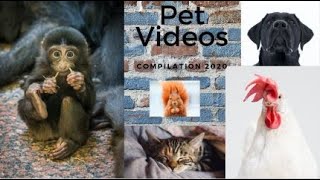 #9 Cute Animals | Funny Pet Video Compilation 2020 | Try not to laugh