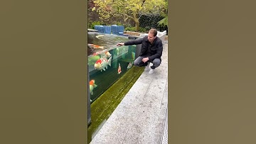 Amazing Outdoor Koi Pond! 🐠
