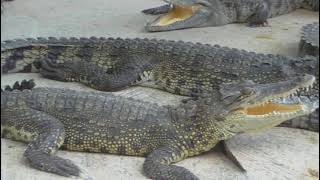 Crocodile ate chicken instant attack. Full version.鱷魚 Dinosaur fight Крокодил и курица