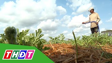 Nông dân Sóc Trăng thích ứng với hạn, mặn xâm nhập | THDT