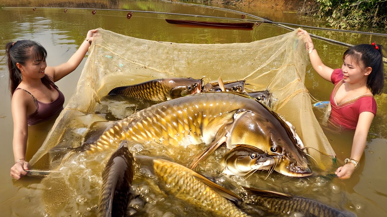 Bumper Harvest Of Catfish - Cook Food For Pigs And Chickens - Village Life | Tiểu Ca Daily Life