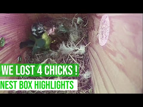 MOTHER REMOVES DEAD CHICKS - SURVIVAL TACTIC /  BLUE TIT NEST HIGHLIGHTS