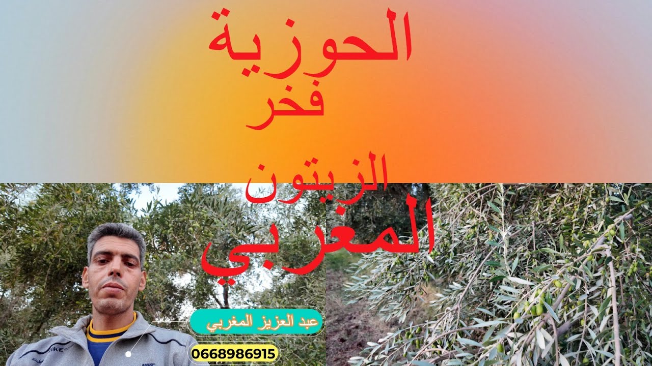زيتون الحوزية المغربي 🇲🇦 | مميزات، إنتاج الزيت، ومناطق الانتشار