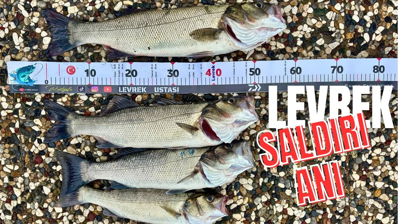 HARİKA SALDIRI ANLARI !.. Atçek Spin Lrf Su Üstü Levrek Avı – Daiwa Olta Takımı ile Balık Avı