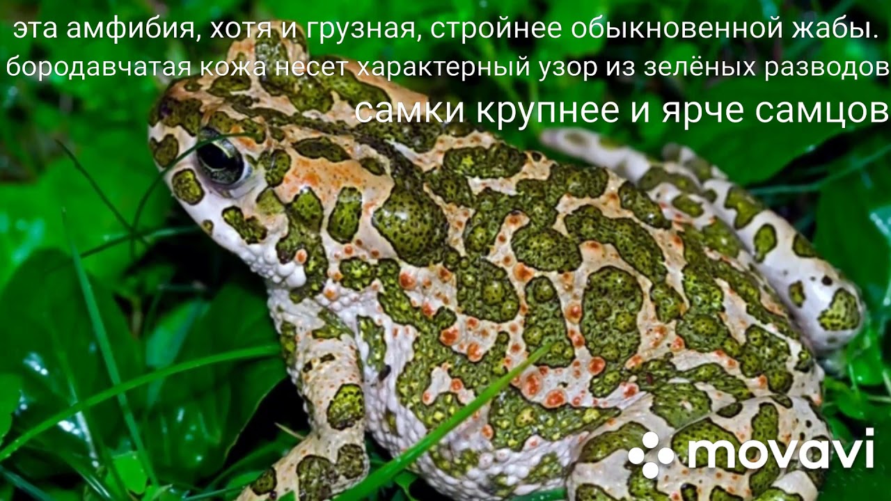 Зелёная жаба (Bufo viridis). КВАКВАПЕДИЯ