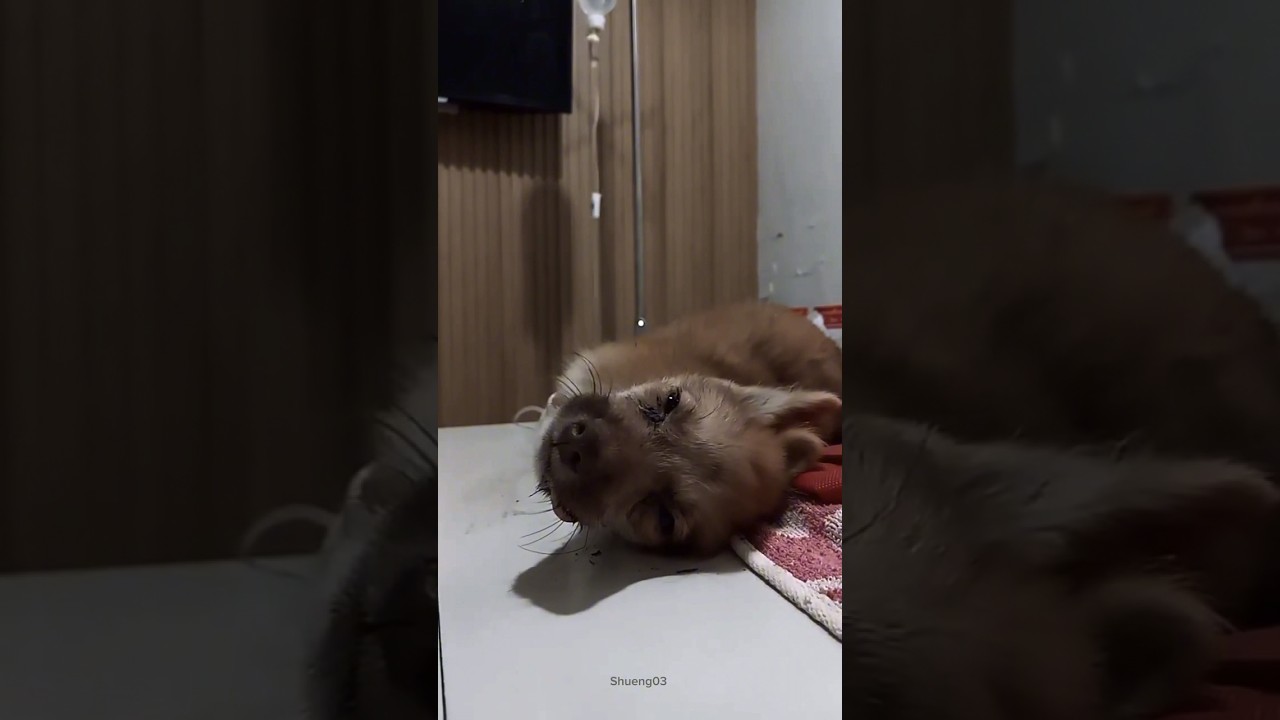 Poor puppy got hit by car🥺 get well soon baby😭 