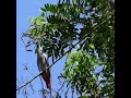 African Grey Parrots