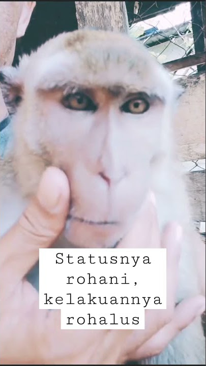 Statusnya rohani, kelakuannya rohalus #shorts