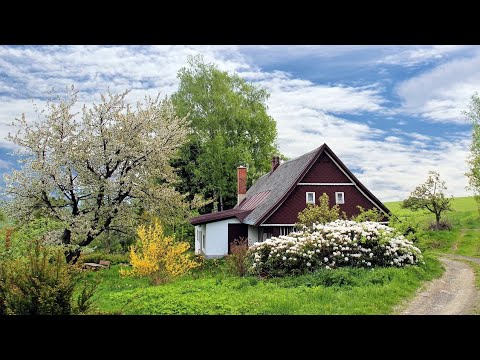 فيديو: المروج الروسية: خلائط العشب والأعشاب المتدحرجة للمناظر الطبيعية ، وميزات ونصائح للاختيار