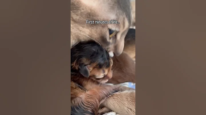 Video 9782241: abyssinian kitten, kitten purring, newborn kittens, purring sounds