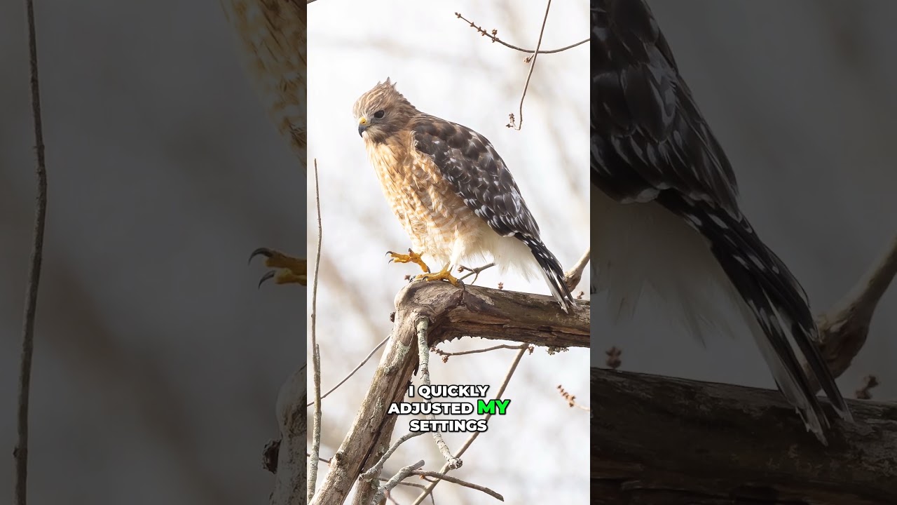 Революция в мире фотографии? Объектив Canon RF 200-800mm 