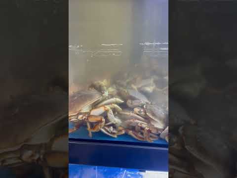 سند في سوق الأسماك