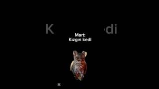 Doğduğun Aya Göre Hangi Kedisin