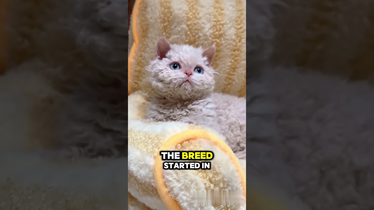 5 Fun Facts About the Selkirk Rex 🐑🌀 #catshorts #cat #catfacts