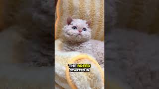 5 Fun Facts About the Selkirk Rex 🐑🌀 #catshorts #cat #catfacts