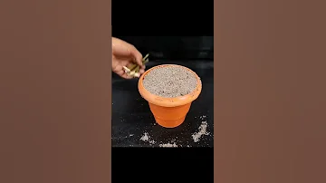 Easy Way Of Grow Rose Cutting In Sand Houseplants Houseplants Plants 
