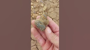 Pawpaw fm Texas fossil hunting#ammonite#Texasfossilhunting@texasfossilfinder7896