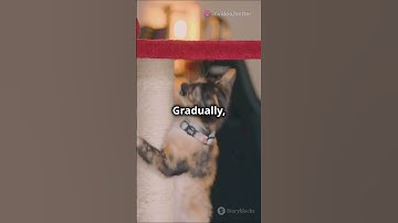 Teach Your Cat to Use a Scratching Post