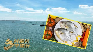 海上银鱼岸上“金”！湛江年出产金鲳鱼10万吨，年产值100亿元 「乡村振兴中国行」| 财经风云