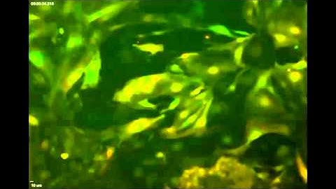 High-efficiency reprogramming of fibroblasts into cardiomyocytes requires suppression...