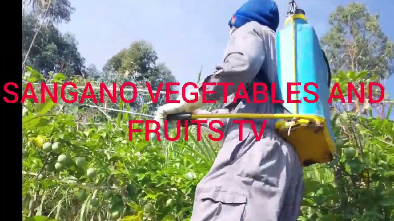 UBURYO WAKORERA AMATUNDA NYUMA YO GUTERWA MU MURIMA ! PASSION FRUITS IN FILD STAGE !