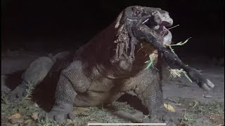New Viral ‼️Komodo Eating Something At Night - The Rarest Moment