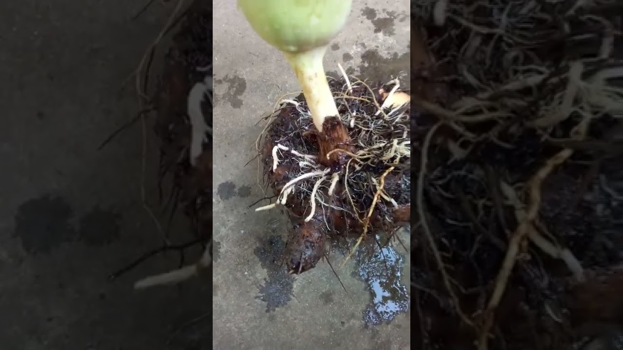 කිඩාරම් ගැන මේ රහස් ඔබ දන්නවාද?/Elephant foot yam..