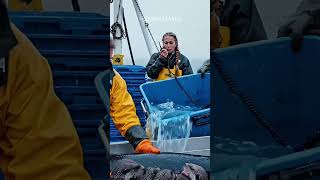 Fishermen Discover Baby Sea Otters Inside Giant Salmon – Incredible Alaskan Rescue #seaotterrescue