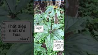 Vị Thuốc Quanh Ta Thất Diệp Nhất Chi Hoa Paris Poluphylla Sm