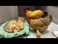 The rooster and the hen were stunned on the spot!  The gentle kitten takes good care of the chicks🐥