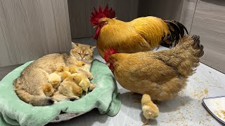 : The rooster and the hen were stunned on the spot!  The gentle kitten takes good care of the chicks