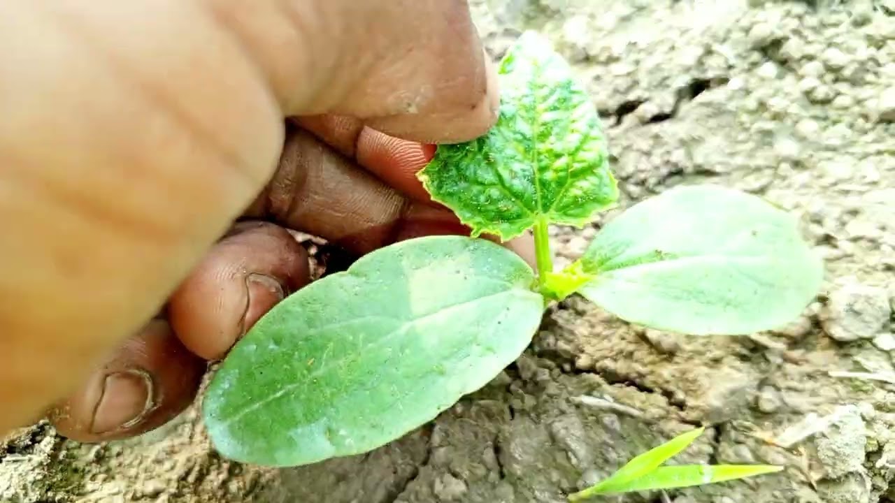 শসার গাছে থ্রিপস এর জন্য যেটা ব্যাবহার করলাম,