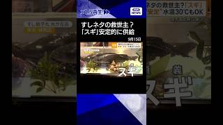 【ニュース】すしネタの救世主？スギ　養殖も安定　水温30℃もOK　海水温上昇に強く成長も早い #shorts
